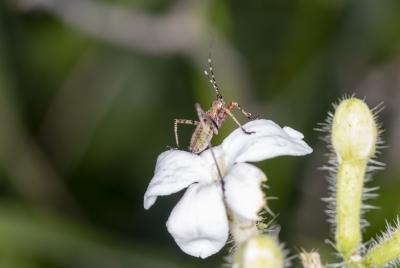 Milkweed Bug 2021